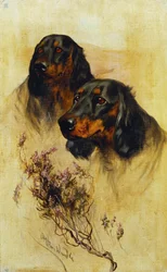 Two Gordon Setters