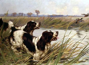 Two Springers Chasing Mallard Ducks