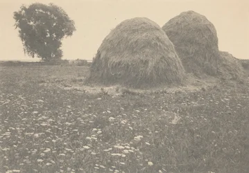 Haystacks, Ipswich, c. 1894