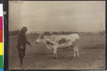 Cow - Welser Schecke