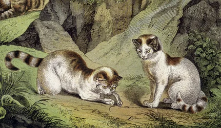 Two Cats Playing