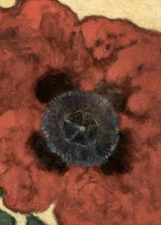 Poppy Flower