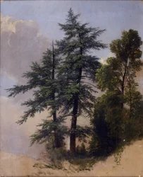 Tree Study, Newburgh, N.Y.