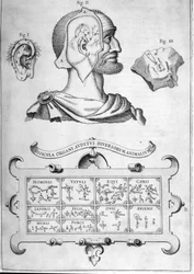 Human hearing and other animal species - From 