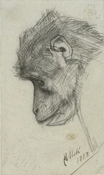Head of a Monkey