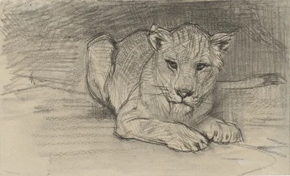 Lying Lioness