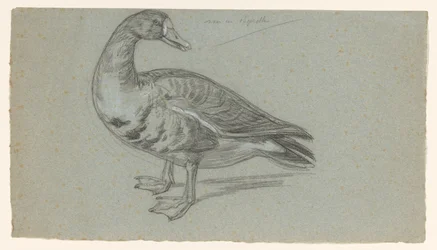 Sketch of a Stuffed Duck