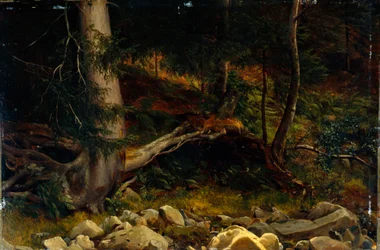 Study of Forest Floor