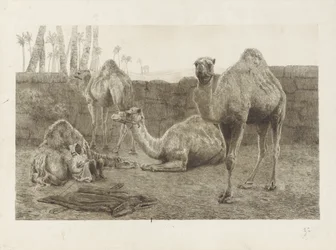 Camels