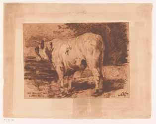 Bull in the Meadow