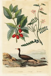 Cormorant, Cornelian Cherry and Scorpion Vetch (engraving)