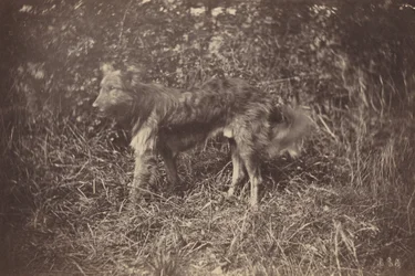 Study of a Dog