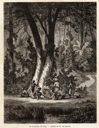 The picking of Syri, or betel