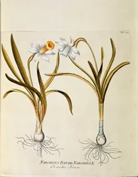 Botanical: 