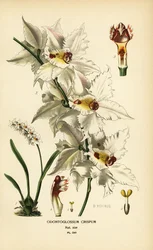 Oncidium Alexandrae Orchid, Odontoglossum Crispum. Chromolithograph from an Illustration by B. Herincq from Edward Step