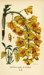 Shi Hu Shu Orchid, Dendrobium Farmeri var. Aureoflavum. Chromolithograph from an Illustration by B. Herincq from Edward Step
