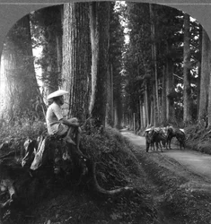 The Sacred Road to Nikko, Japan