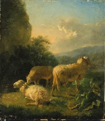 Sheep