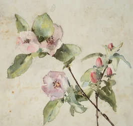 Branches of Pink Flowers