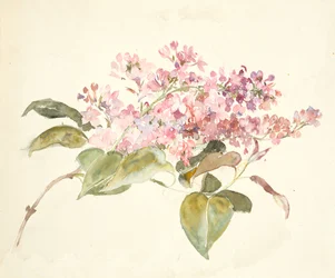 Pink Flowers
