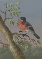 Bullfinch (Four Gouaches of Birds)