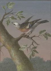 Snow Bunting (series title: Four Gouaches of Birds)