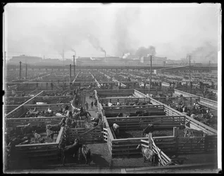Cattle Pens at Union Stock Yards, Chicago, Illinois, USA (c.1900)