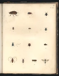 Beetles and Wasps, Pl.XXII, Illustration from 