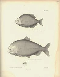 Characidae, Pl. XLVII, steel engraved by Coutant after an engraving by Nicola Huet (1770-1827), illustration from 