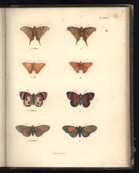Lepidoptera, Pl. XXXVII, illustration from “Recueil d