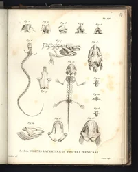Sceleta Strenis Lacertinae et Protei Mexicani, Plate XIV, Osteology of the Sirenomelia and Axolotl