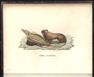 Simia leonina, Pl.V, illustration from Beobachtungen aus der Zoologie und Vergleichenden Anatomie gesammelt auf einer Reise nach den Tropen-Ländern des neuen Kontinents, in den Jahren 1799, 1800, 1801
