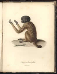 Simia melanocephala, Plate XXIX, steel engraving by Louis Bouquet (1765-1814) after an engraving by Nicola Huet (1770-1827), illustration from Recueil d
