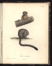 Simia trivirgata, Plate XXVIII, steel engraved by Louis Bouquet (1765-1814) after an engraving by Nicola Huet (1770-1827), illustration from “Recueil d