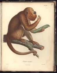 Simia ursina, Plate XXX, illustration from Recueil d