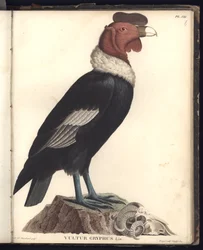 The Male Condor (Vultur gryphus, LIN.), Pl. VIII, illustration from 