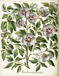 Alcea Syriaca, from 