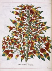 Amaranthus Tricolor, from 