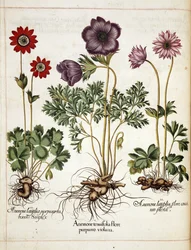 Anemone, from Hortus Eystettensis