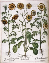 Chrysanthemum, from 