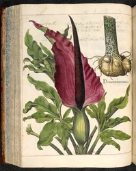 Dracontium Maius, from Hortus Eystettensis, by Basilius Besler