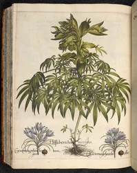 Helleboraster Maximus, from Hortus Eystettensis, by Basilius Besler