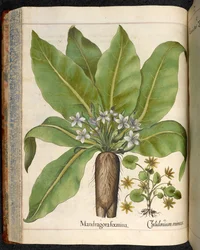 Plate 29: Mandragora foemina (Mandrake), from Hortus Eystettensis, by Basilius Besler