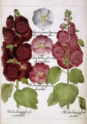 Three plants