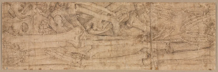 Arm Bones, early 1540s