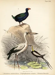 Asian Openbill, Pheasant-tailed Jacana and Takahe