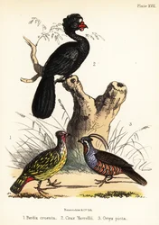 Blood Pheasant, Wattled Curassow and Mountain Quail