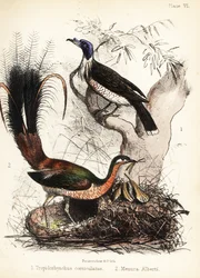 Friarbird and lyrebird