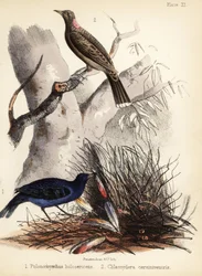 Satin and fawn-breasted bowerbirds