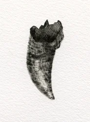 Feline Tooth